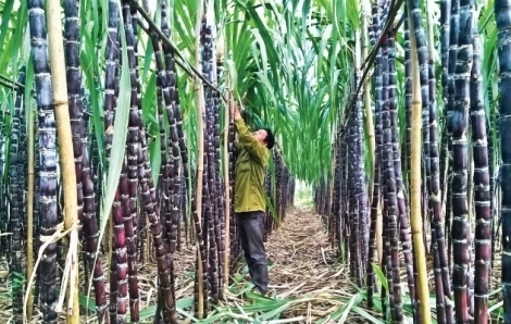 Giá đường thế giới tăng vọt do cháy rừng tại Brazil, Đường Quảng Ngãi được kỳ vọng hưởng lợi