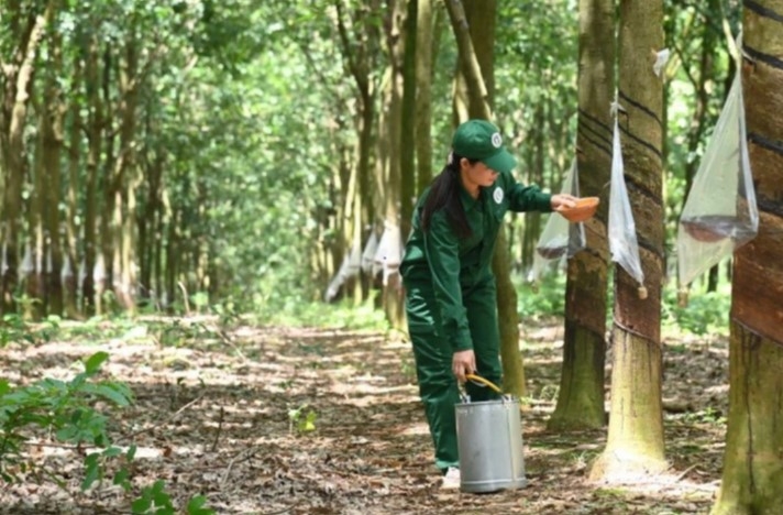 Cao su Tây Ninh (TRC) báo lãi tăng gần 6 lần nhờ giá cao su tăng