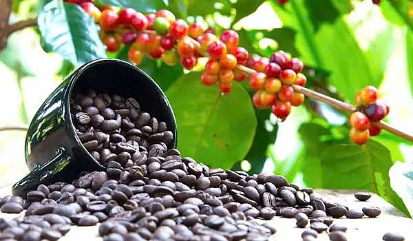 Giá cà phê Robusta sụt giảm do nguồn cung tăng