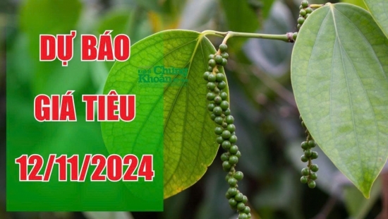 Dự báo giá tiêu ngày 12/11/2024: Tích cực nhờ nhu cầu quốc tế tăng cao