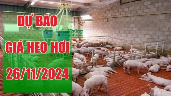 Dự báo giá heo hơi ngày 26/11: Xu hướng tăng nhẹ, người chăn nuôi cần lưu ý một số điều