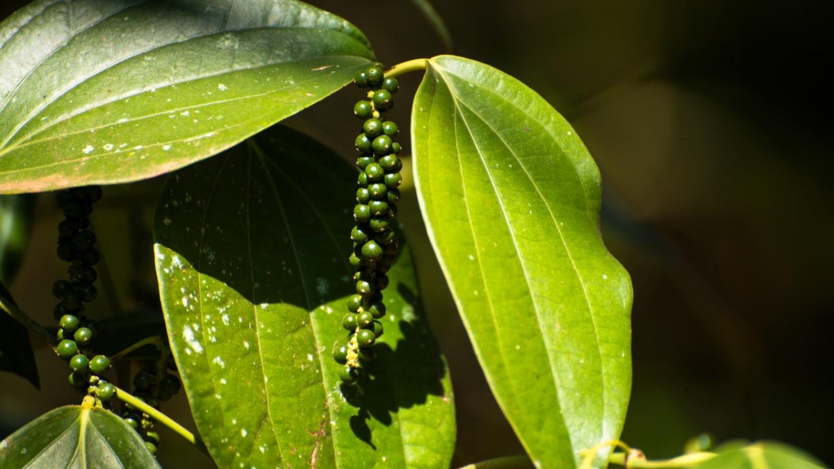 Giá tiêu giảm nhẹ