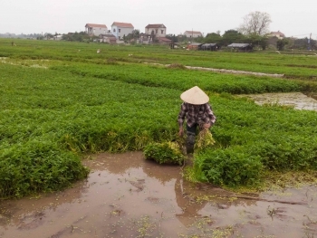 Đấu giá quyền sử dụng đất tại huyện Phú Xuyên, Hà Nội