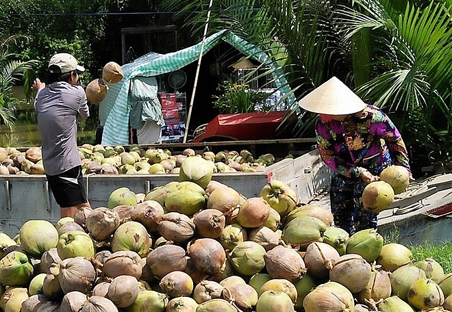 chi 1500 trai gia dua kho nguyen lieu xuong thap ky luc