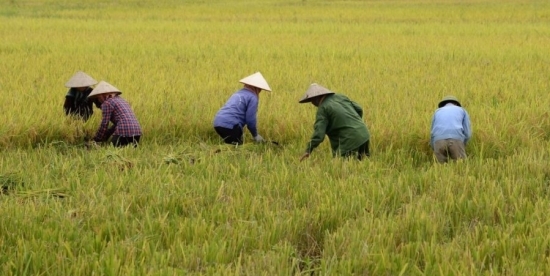 Thị trường lúa gạo thế giới 'tụt dốc' không phanh