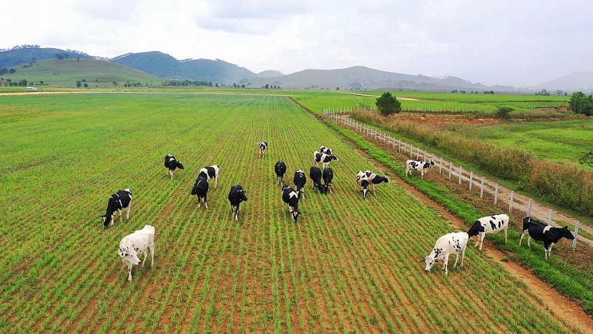 Dự án trang trại Lao – Jagro dự kiến đón đàn bò sữa đầu tiên vào tháng 7