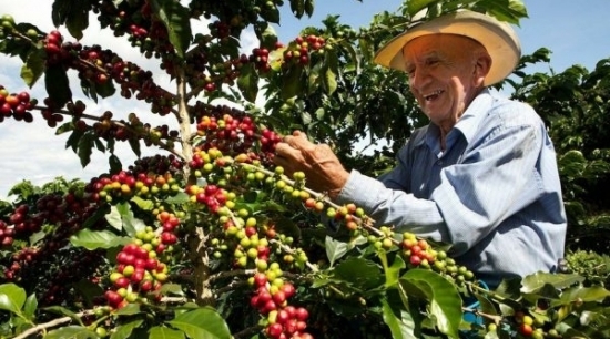 Dự báo sản lượng cà phê toàn cầu tăng 7,8 triệu bao trong niên vụ 2022-2023