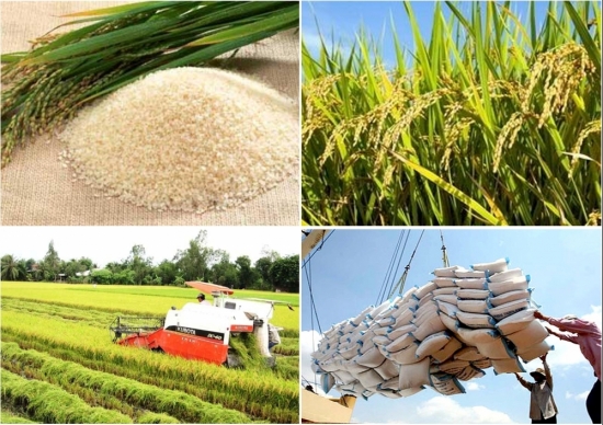 Lực đẩy khiến thị trường xuất khẩu gạo tăng trưởng cuối năm 2022