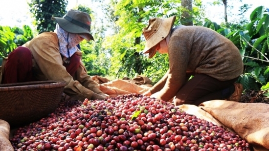 Giá cà phê Việt Nam có thể đạt 45 triệu đồng/tấn trong cuối năm 2022?