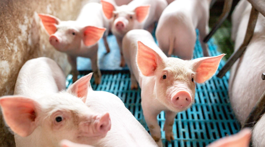 Cổ phiếu các doanh nghiệp sản xuất thịt hưởng lợi từ giá lợn hơi tăng cao