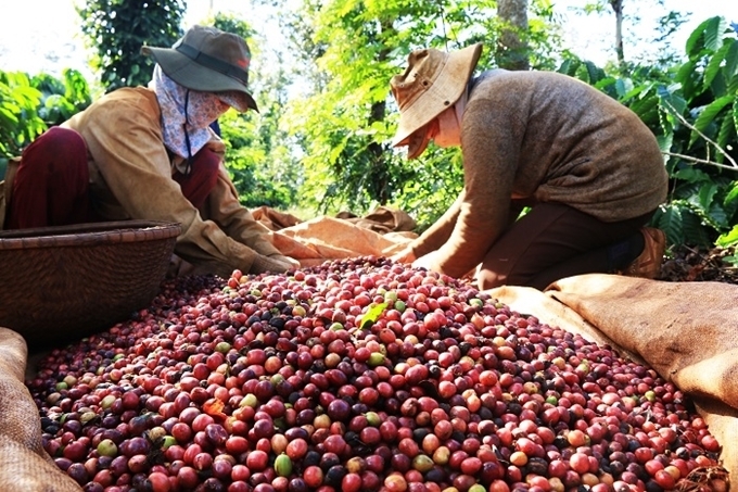 Xuất khẩu cà phê sang EU tăng kỷ lục: Cơ hội cho Việt Nam sáng cửa