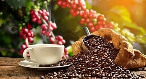 Giá cà phê hôm nay 10/8/2022: Vượt mốc 45.000 đồng/kg
