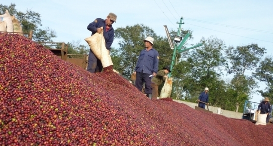 Xuất khẩu giảm liên tiếp, giá cà phê nội địa vẫn ngược chiều thị trường thế giới: Nguyên nhân do đâu?