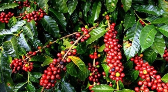 Giá cà phê hôm nay 24/8/2022: Tiếp nối đà tăng, thị trường trong nước gần 49.000 đồng/kg