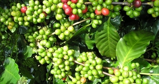 Giá cà phê hôm nay 5/9/2022: Tồn kho sụt giảm, thách thức nào với cà phê Việt xuất khẩu?