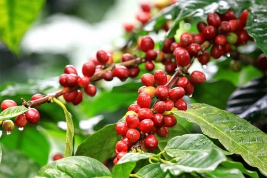 Giá cà phê hôm nay 10/9/2022: Đồng loạt tăng, trong nước sát 49.000 đồng/kg