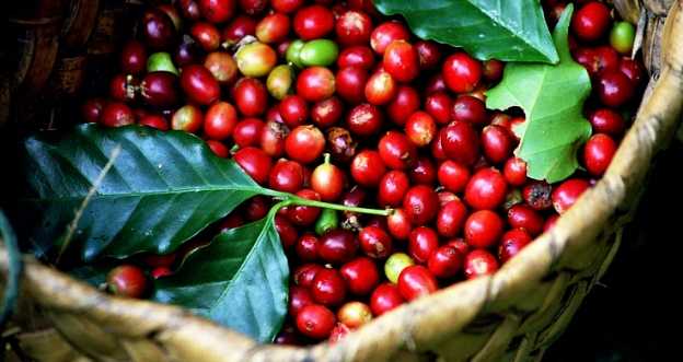 Giá cà phê hôm nay 18/9/2022: "Lẹt đẹt" dưới mốc 48.000 đồng/kg
