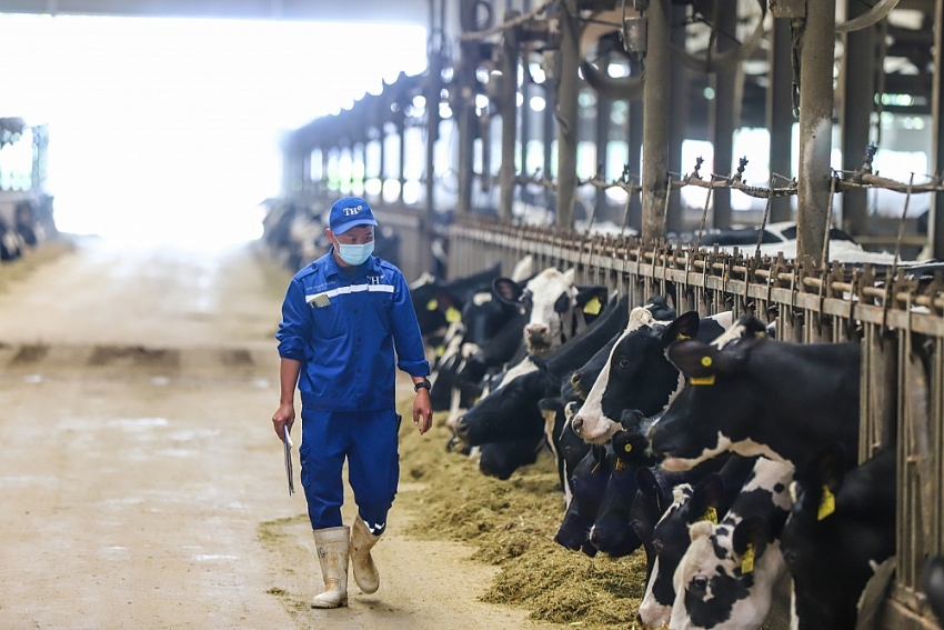 Trang trại bò sữa TH - một mắt xích quan trọng trong chuỗi sản xuất sữa tươi sạch TH true Milk. Ảnh: TH
