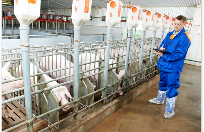 Lợi nhuận sụt giảm, BAF Việt Nam vẫn muốn thâu tóm một doanh nghiệp chăn nuôi lợn ở Tây Ninh