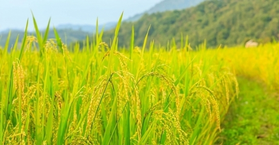 Hưởng lợi từ xuất khẩu, nhiều cổ phiếu lúa gạo âm thầm tăng tốc