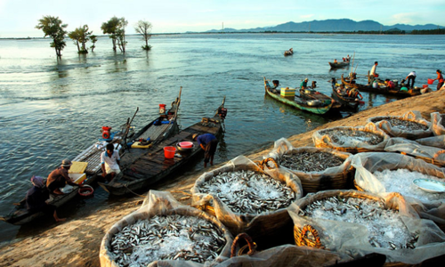 Phó Tổng Giám đốc Thuỷ sản Cửu Long An Giang (ACL) muốn thoái toàn bộ gần 5% vốn