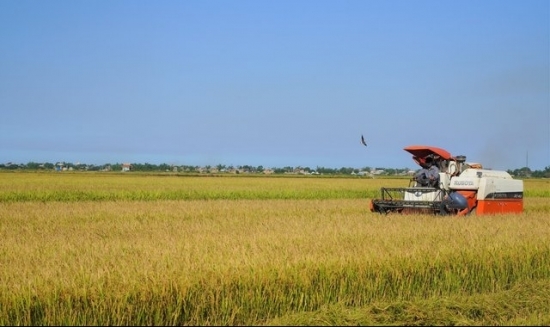 Quảng Trị xuất khẩu 15 tấn gạo hữu cơ đầu tiên sang châu Âu