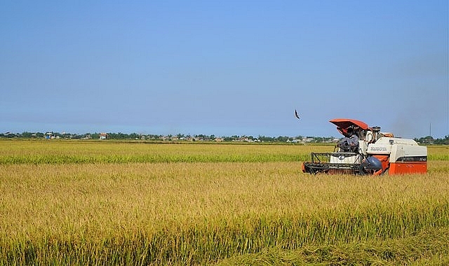Cánh đồng gạo hữu cơ tại tỉnh Quảng Trị - Ảnh: VGP/Nhật Anh
