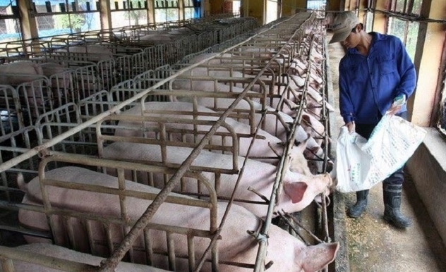 Giá lợn hơi tăng đáng kể trong tháng 5, cổ phiếu chăn nuôi nào là điểm đến của dòng tiền?