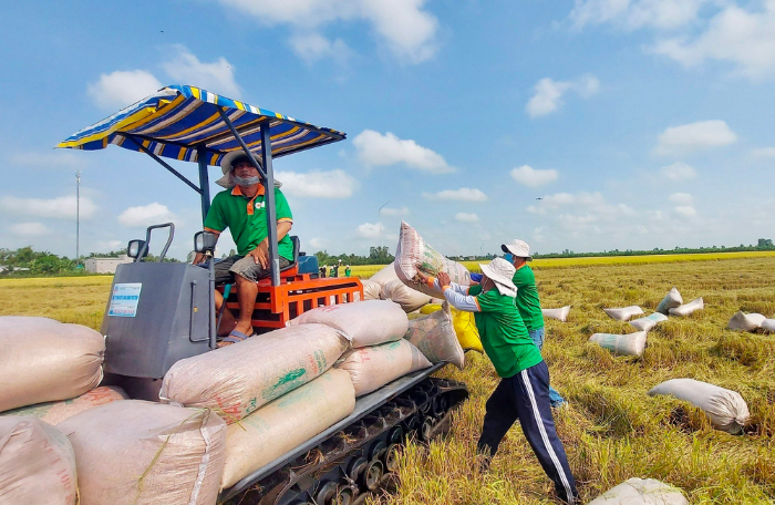 Ngành lúa gạo Việt Nam trước thời cơ vàng xuất khẩu: “Đánh chắc - tiến chắc”