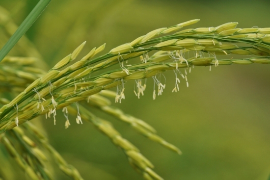 Giá gạo tiếp tục neo cao trong quý 3, ngành nông nghiệp có được hưởng lợi?