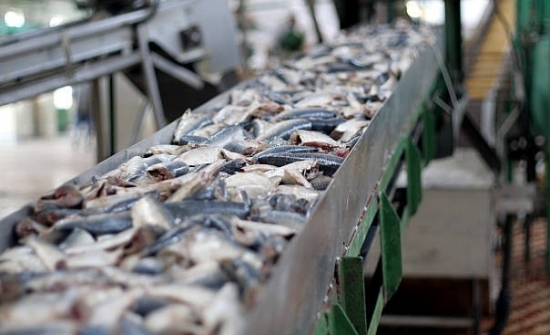 Cổ phiếu thủy sản "hồi phục" sau thông tin Trung Quốc cấm nhập khẩu hải sản Nhật Bản