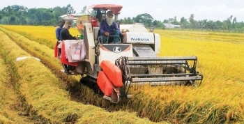 Giá gạo liên tiếp tăng cao nhưng doanh nghiệp xuất khẩu vẫn gặp nhiều thách thức