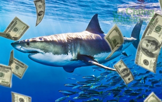 Dòng tiền cá mập 6/10: Trở lại cổ phiếu VND sau tin tốt từ trái phiếu Trung Nam