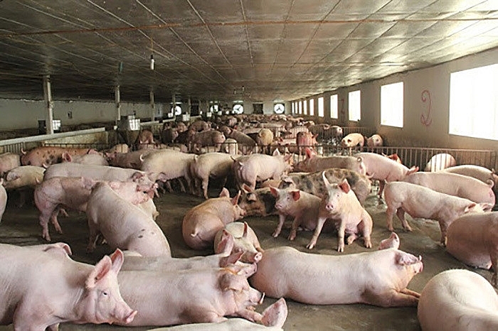 Cổ phiếu chăn nuôi hồi phục mạnh trong bối cảnh dịch tả lợn châu Phi bùng phát