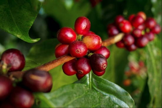 Giá cà phê Robusta có thể tiếp tục tăng do nguồn cung khan hiếm
