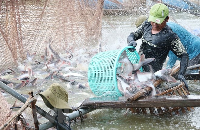Triển vọng ngành thủy sản: Lợi thế cho các doanh nghiệp xuất khẩu cá tra