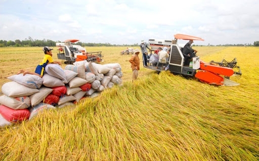 Xuất khẩu lúa gạo Việt Nam rộng cửa vào châu Phi
