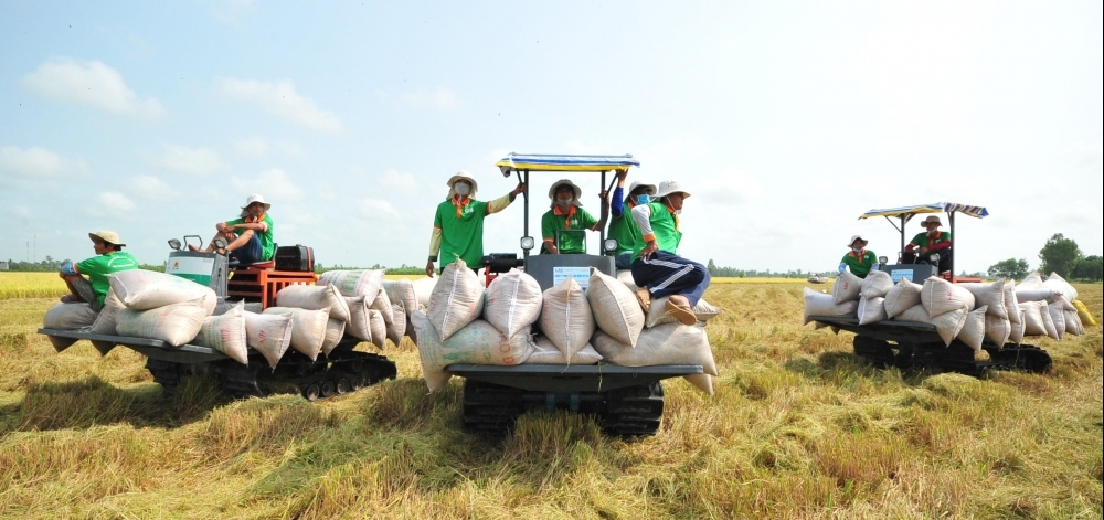 Thị trường ngành lúa gạo "lao đao" nhất từ đầu năm 2024