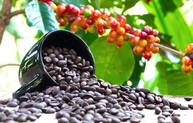 Cà phê xuất khẩu thu gần 1 tỷ USD