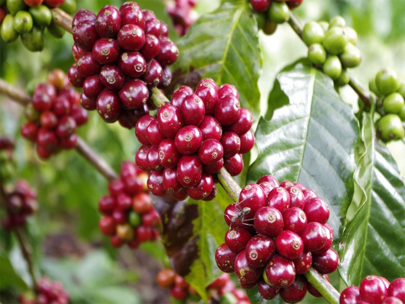 Xuất khẩu cà phê hai tháng đầu năm mang về 1,38 tỷ USD