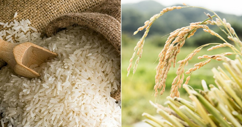 Xuất khẩu gạo năm 2024: Nhiều "cửa sáng" mở rộng ngành hàng