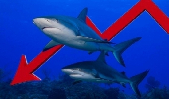 Dòng tiền cá mập liên tục "rút chân", VN-Index đổi sắc cuối ngày