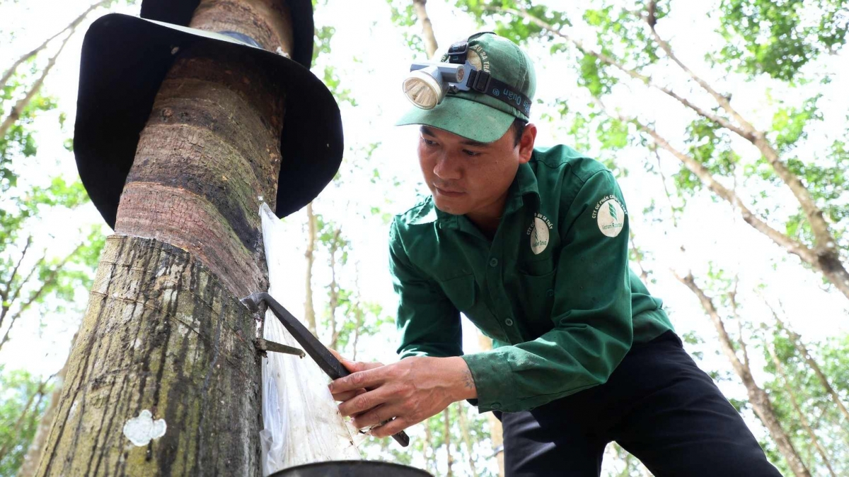 Cao su Đồng Phú (DPR) chi trăm tỷ đồng trả cổ tức, dự báo hưởng lợi lớn nhờ đền bù đất