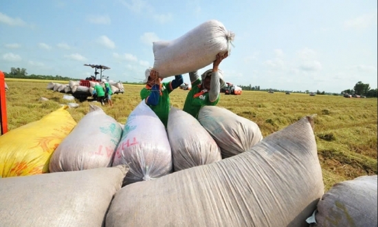 Giá lúa gạo hôm nay 4/10: Gạo nguyên liệu tăng tại nhiều khu vực, cơ hội cho nhà nông