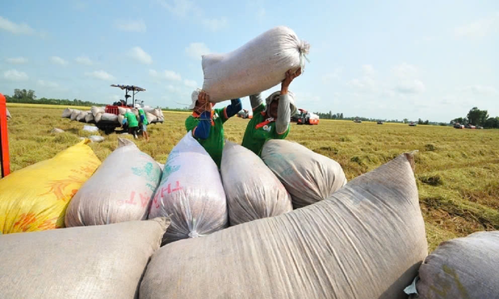 Giá lúa gạo hôm nay 4/10: Gạo nguyên liệu tăng tại nhiều khu vực, cơ hội cho nhà nông