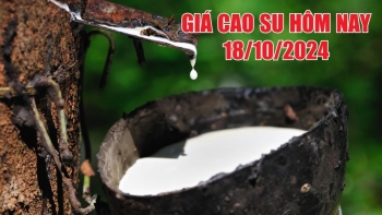 Giá cao su hôm nay 18/10/2024: Lo ngại kinh tế Trung Quốc kéo giá xuống thấp kỷ lục