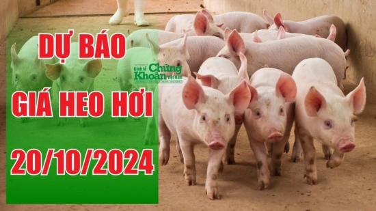 Dự báo giá heo hơi ngày 20/10: Tiếp tục giảm tại nhiều tỉnh miền Trung – Tây Nguyên