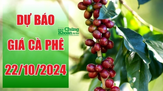 Dự báo giá cà phê ngày 22/10/2024: Xu hướng tăng nhẹ tiếp tục tại nhiều địa phương