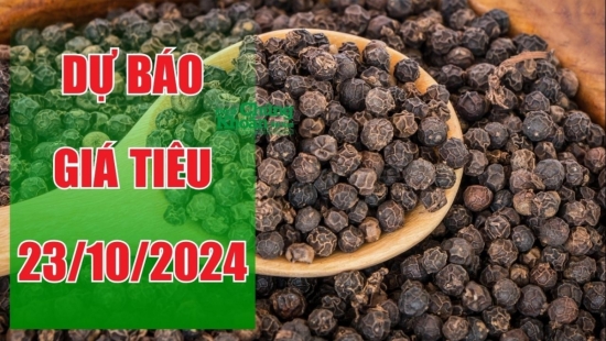 Dự báo giá tiêu ngày 23/10: Tiếp tục tăng nhờ nhu cầu xuất khẩu, giá tiêu Đắk Nông cao nhất?