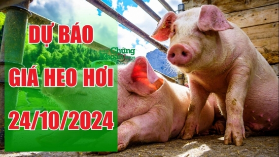 Dự báo giá heo hơi ngày 24/10: Lặng sóng trên diện rộng, người chăn nuôi kỳ vọng vụ Tết